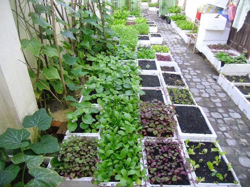 trồng rau tạo không gian xanh